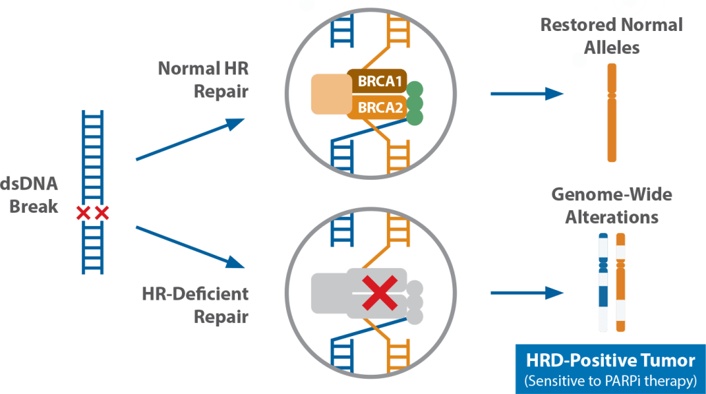 Homologous Recombination Deficiency and PARPi Therapy