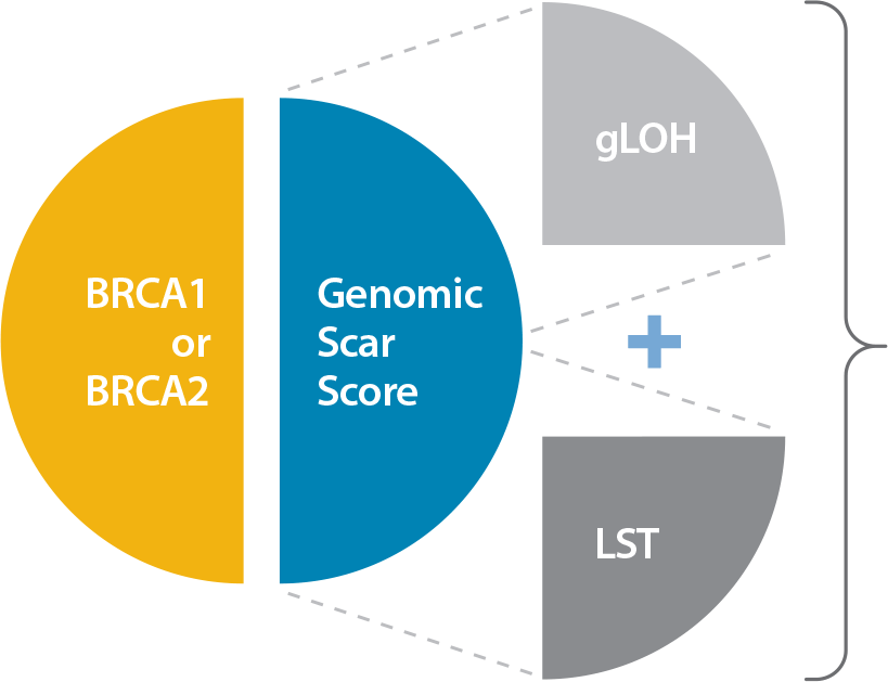 Homologous Recombination Deficiency Status Reported by Caris